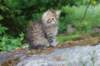 ursulina10weeks176202352_small.jpg