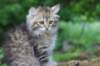 ursulina10weeks176202354_small.jpg