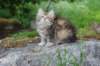ursulina10weeks17620235_small.jpg