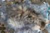 ursulina10weeks176202361_small.jpg