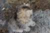 ursulina10weeks176202363_small.jpg