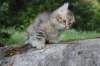 ursulina10weeks176202366_small.jpg