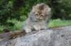 ursulina10weeks176202367_small.jpg