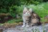 ursulina10weeks17620236_small.jpg
