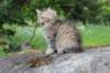 ursulina10weeks176202379_small.jpg