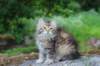ursulina10weeks17620237_small.jpg