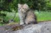 ursulina10weeks176202380_small.jpg
