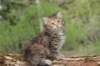 uriellegirl65weeks215202310_small.jpg