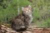 uriellegirl65weeks215202312_small.jpg