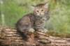 uriellegirl65weeks21520231_small.jpg