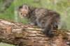 uriellegirl65weeks21520233_small.jpg