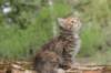 uriellegirl65weeks21520239_small.jpg