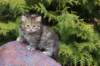 uriellegirlsibf24onemonth13_small.jpg