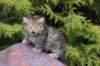 uriellegirlsibf24onemonth14_small.jpg