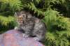 uriellegirlsibf24onemonth15_small.jpg
