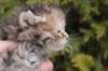 uriellegirlsibf24onemonth17_small.jpg