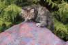 uriellegirlsibf24onemonth27_small.jpg