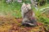 ursulina11weeks22620231_small.jpg
