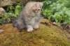 ursulina11weeks226202337_small.jpg
