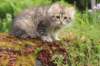 ursulina11weeks226202344_small.jpg