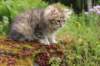 ursulina11weeks226202345_small.jpg