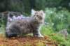 ursulina11weeks22620239_small.jpg