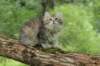 ursulina12weeks1720231_small.jpg