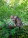 ursulina12weeks17202330_small.jpg