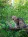 ursulina12weeks17202333_small.jpg