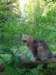 ursulina12weeks17202337_small.jpg