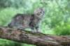 ursulina12weeks17202344_small.jpg