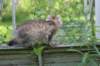 ursulina15weeks207202320_small.jpg
