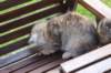 ursulina15weeks207202348_small.jpg
