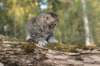 ursulina5viikkoa135202312_small.jpg