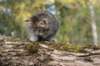 ursulina5viikkoa135202314_small.jpg