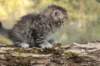 ursulina5viikkoa135202315_small.jpg