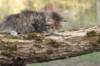 ursulina5viikkoa135202317_small.jpg