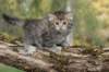 ursulina5viikkoa135202339_small.jpg