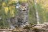 ursulina5viikkoa135202347_small.jpg