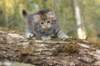 ursulina5viikkoa135202349_small.jpg