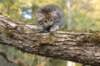 ursulina5viikkoa135202352_small.jpg
