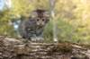 ursulina5viikkoa135202354_small.jpg