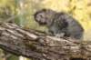 ursulina5viikkoa13520237_small.jpg