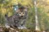 ursulina5viikkoa13520239_small.jpg