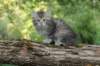 ursulina7viikkoa25520234_small.jpg