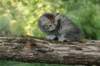 ursulina7viikkoa25520235_small.jpg