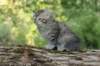 ursulina7viikkoa25520237_small.jpg