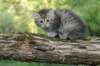 ursulina7viikkoa25520238_small.jpg