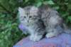 ursulina95viikkoa12620239_small.jpg
