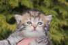 ursulinagirln2410_small.jpg